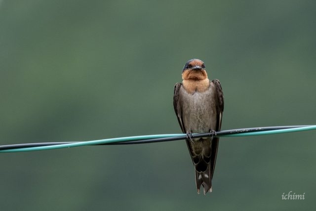 リュウキュウアマツバメ